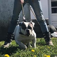 Olde english bulldogge Freya