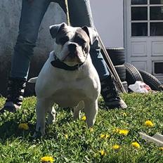 Olde english bulldogge Freya