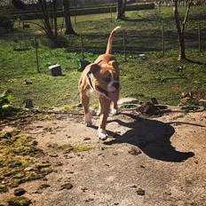 Olde english bulldogge Ragnar