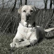 Labrador retriever Posters Rose D'amour. (Rosie)