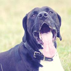 Blanding af racer Bob