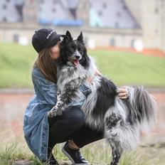 Blanding af racer Chili