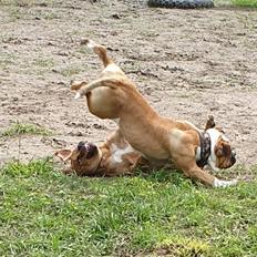 Blanding af racer Basse