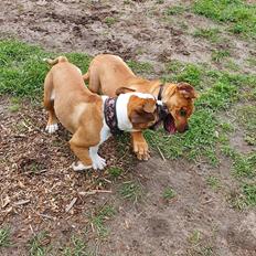 Blanding af racer Basse