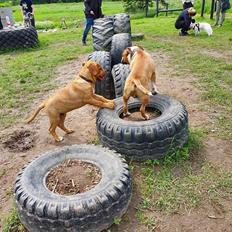 Blanding af racer Basse