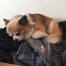 Chihuahua Stamtavle nave bayoki - kalde navn Chico