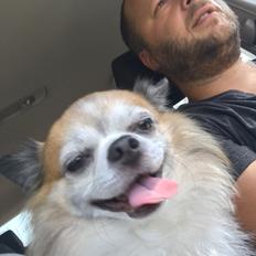 Chihuahua Stamtavle nave bayoki - kalde navn Chico