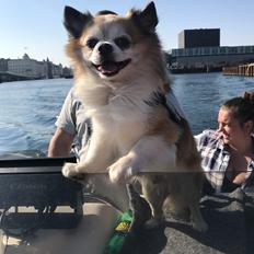 Chihuahua Stamtavle nave bayoki - kalde navn Chico