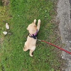 Golden retriever Ellie