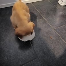 Golden retriever Ellie