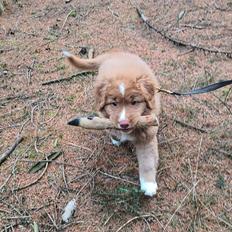 Nova scotia duck tolling retriever Chance