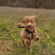 Nova scotia duck tolling retriever Chance