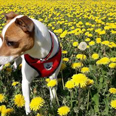 Dansk svensk gaardhund Mille