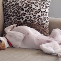 Dansk svensk gaardhund Mille