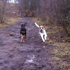 Dansk svensk gaardhund Mille