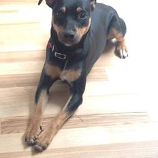 Tysk pinscher Jack