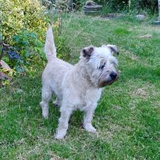 Cairn terrier Bristle Cairn's Jaidee