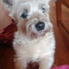 Cairn terrier Bristle Cairn's Jaidee