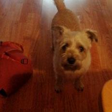 Cairn terrier Bristle Cairn's Jaidee