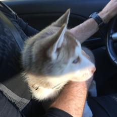 Siberian husky Sunshine Lady