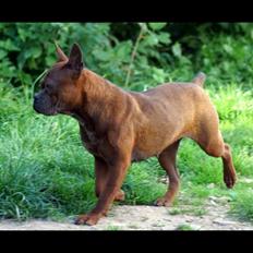 Chinese chongqing dog yam yam