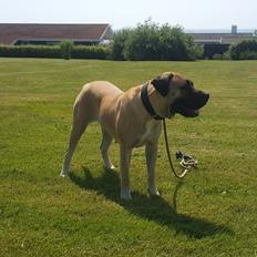 Perro de Presa Canario Crystal Fuerza Bull (Mina)