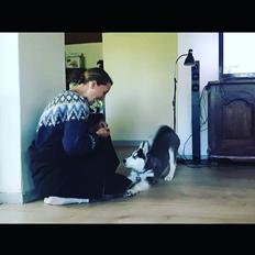 Siberian husky Koda