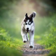 Siberian husky Koda