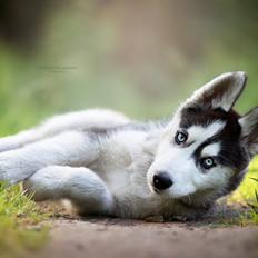 Siberian husky Koda