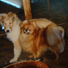 Pomeranian Topsys Rødtop