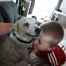 Blanding af racer Chili