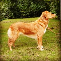 Nova scotia duck tolling retriever Aquafox Sebrings Fangio Chicane"Casey"