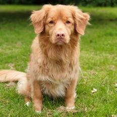 Nova scotia duck tolling retriever Mika "Himmelhund" 