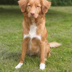 Nova scotia duck tolling retriever Aquafox Sebrings Fangio Chicane"Casey"