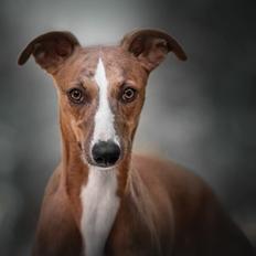 Whippet Bertram