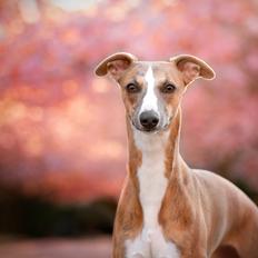 Whippet Bertram