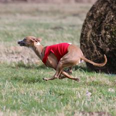 Whippet Bertram