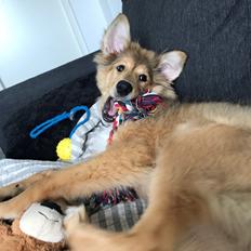 Blanding af racer Cassie