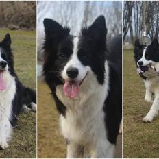 Border collie Queen