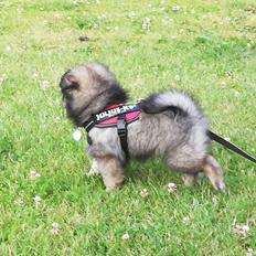 Blanding af racer Wilma