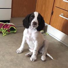 Engelsk springer spaniel Cody