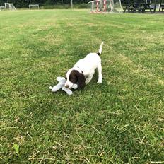 Engelsk springer spaniel Cody