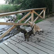 Blanding af racer Tarzan 