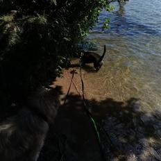 Blanding af racer Tarzan 