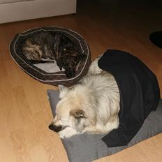 Blanding af racer Tarzan 