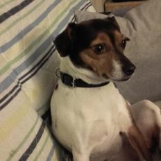 Dansk svensk gaardhund Bonnie 