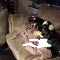 Dansk svensk gaardhund Bonnie 