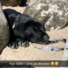 Labrador retriever JD (Just Dog) 