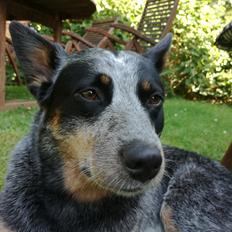 Australsk cattledog Lego