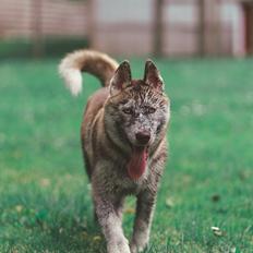 Siberian husky Sunshine Lady